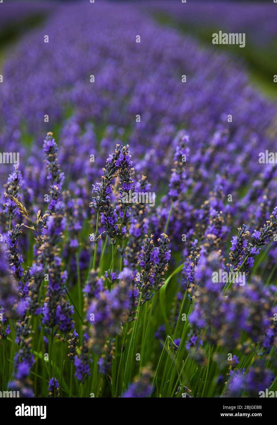 Washington Island Lavender Fields Stock Photo Alamy