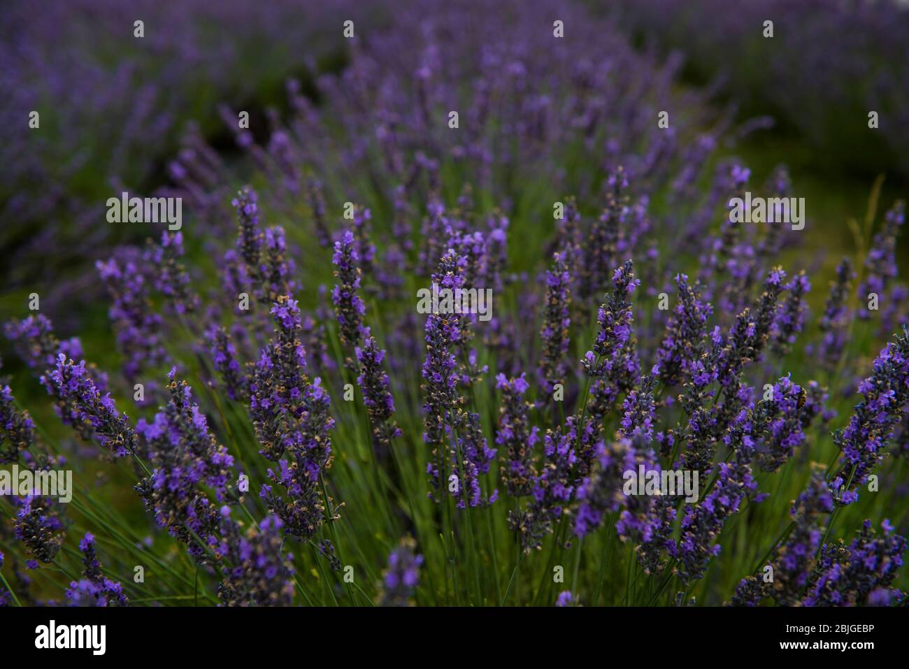 Washington Island Lavender Fields Stock Photo Alamy
