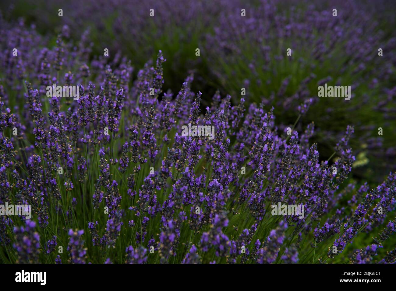 Washington Island Lavender Fields Stock Photo
