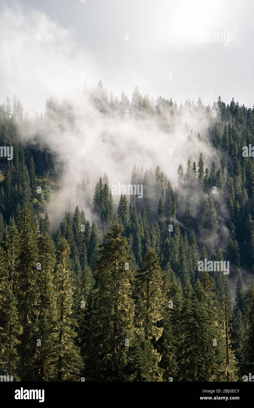 A thick cloud of fog rolls through the evergreen forest of Mount Rainier National Park, Washington. A moody foggy portrait landscape of alpine trees o Stock Photo