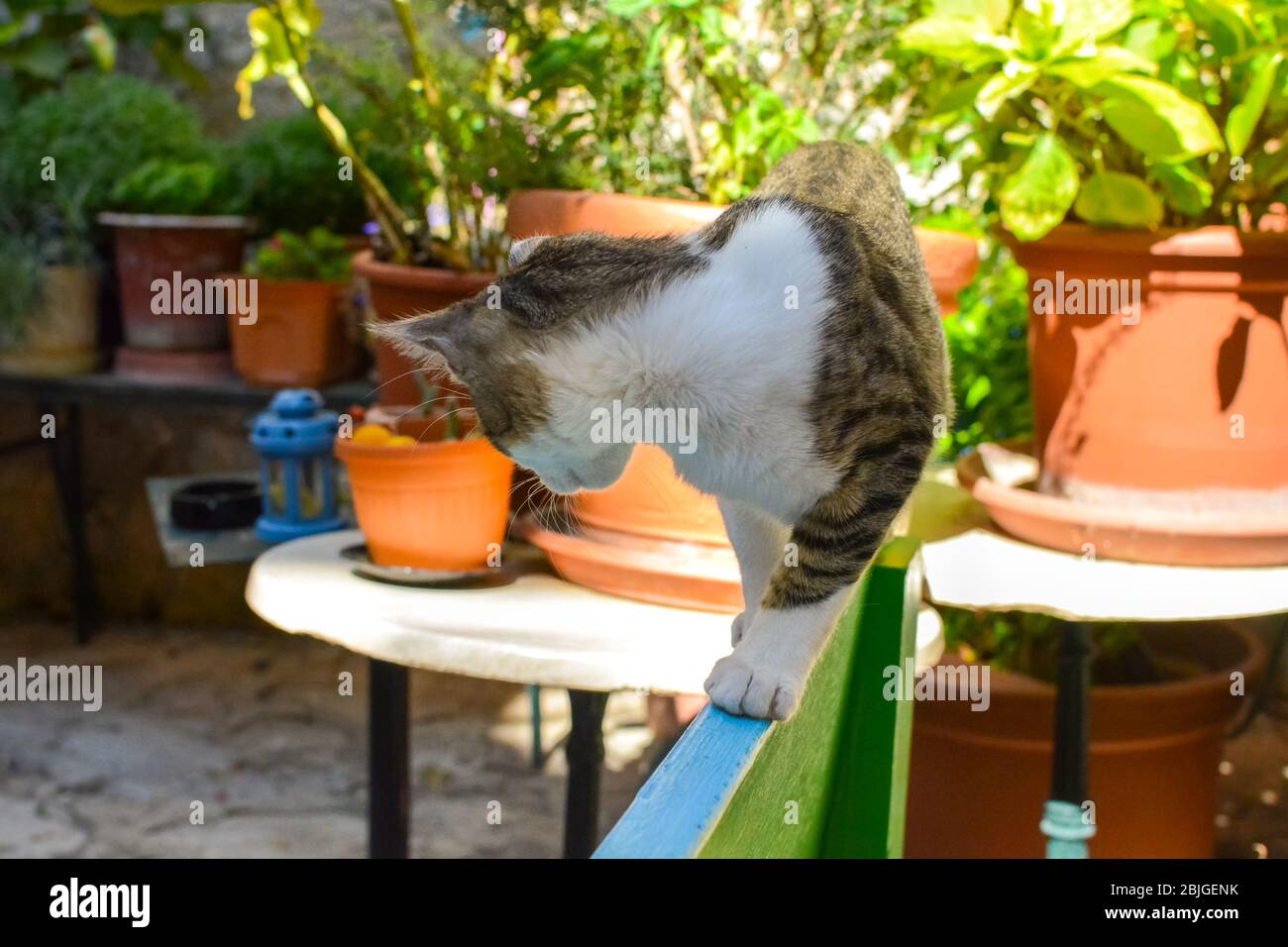 A young tabby cat balances on the back of bench in a cat shelter in Dubrovnik, Croatia Stock Photo
