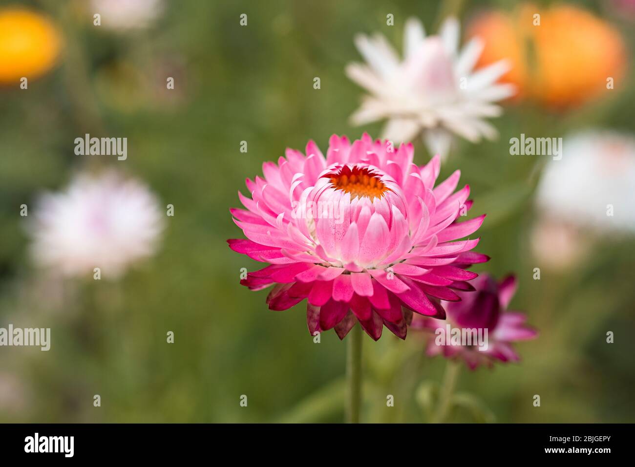 Daisy in bloom hi-res stock photography and images - Alamy