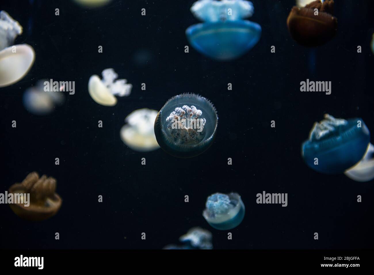 National Aquarium Jellyfish Stock Photo