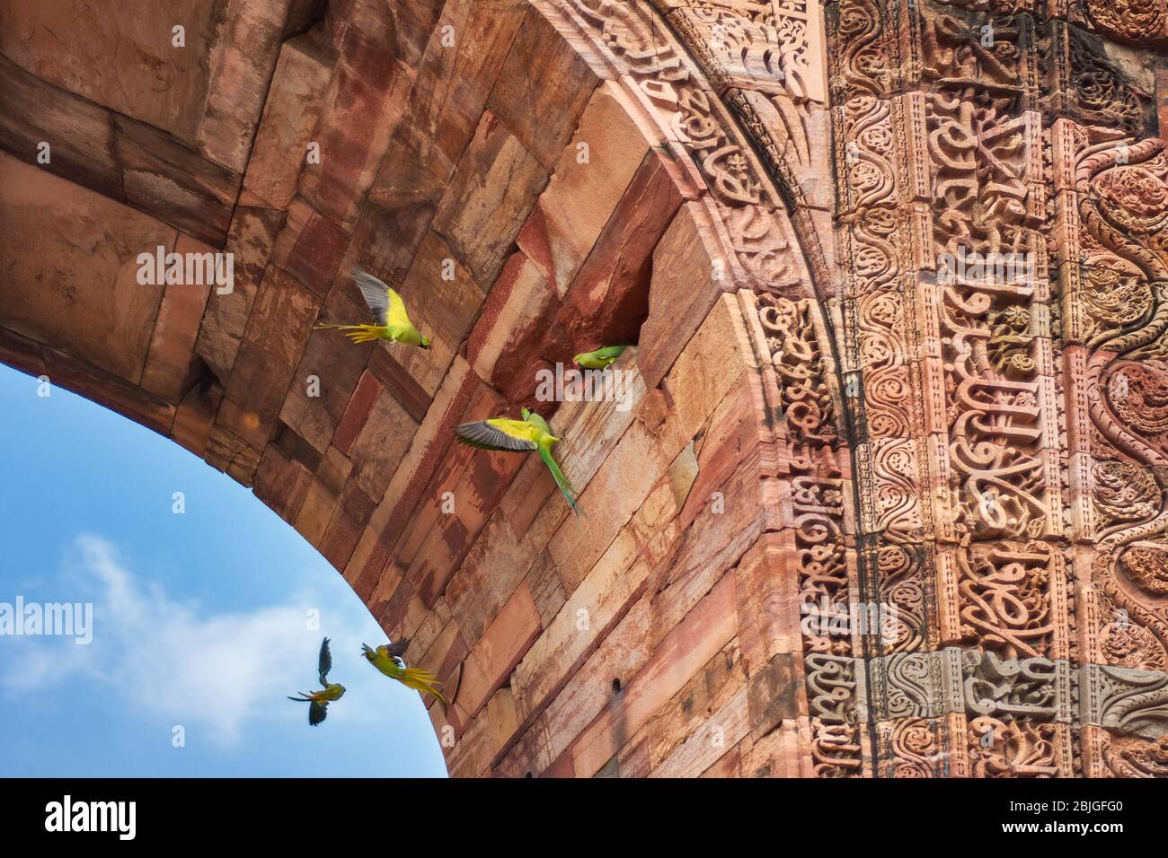 Rose-ringed parakeets (Psittacula krameri) green parrots in Qutb Minar ...