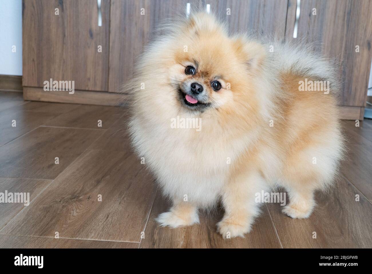 Portrait of a little fluffy Pomeranian puppy. Smiling pomeranian dog. Stock Photo