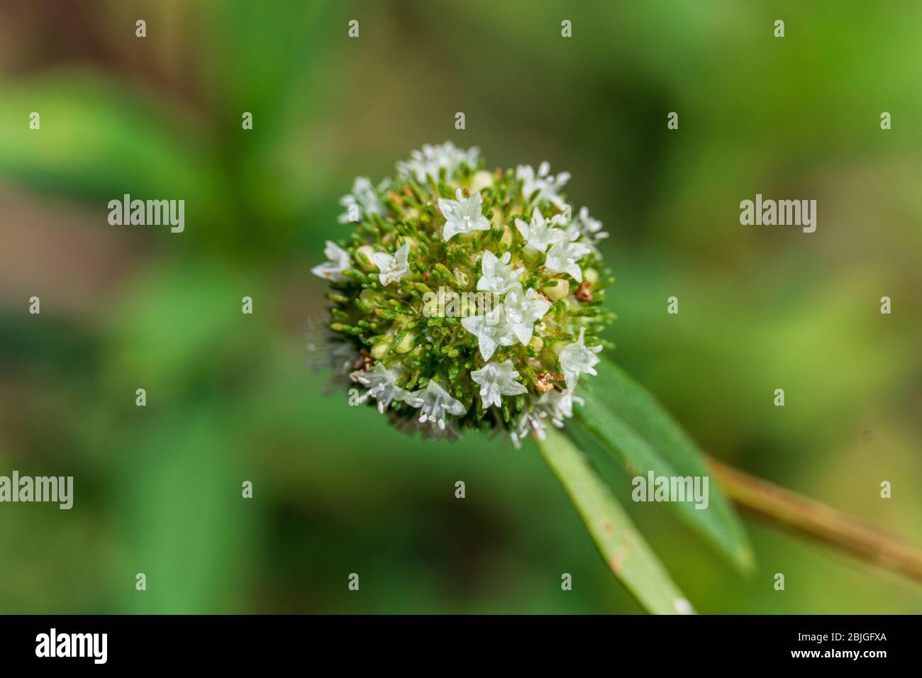 Shrubby false buttonweed (Spermacoce verticillata) macro - Pine Island Ridge Natural Area, Davie, Florida, USA Stock Photo