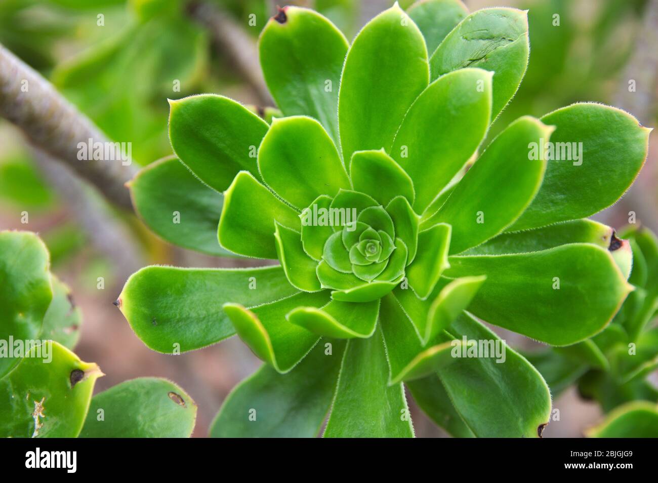 Close-up of the rosette of a plant called verode or bejeque(Aeonium canariense ssp. Canariense ). Typical of the canary islands Stock Photo