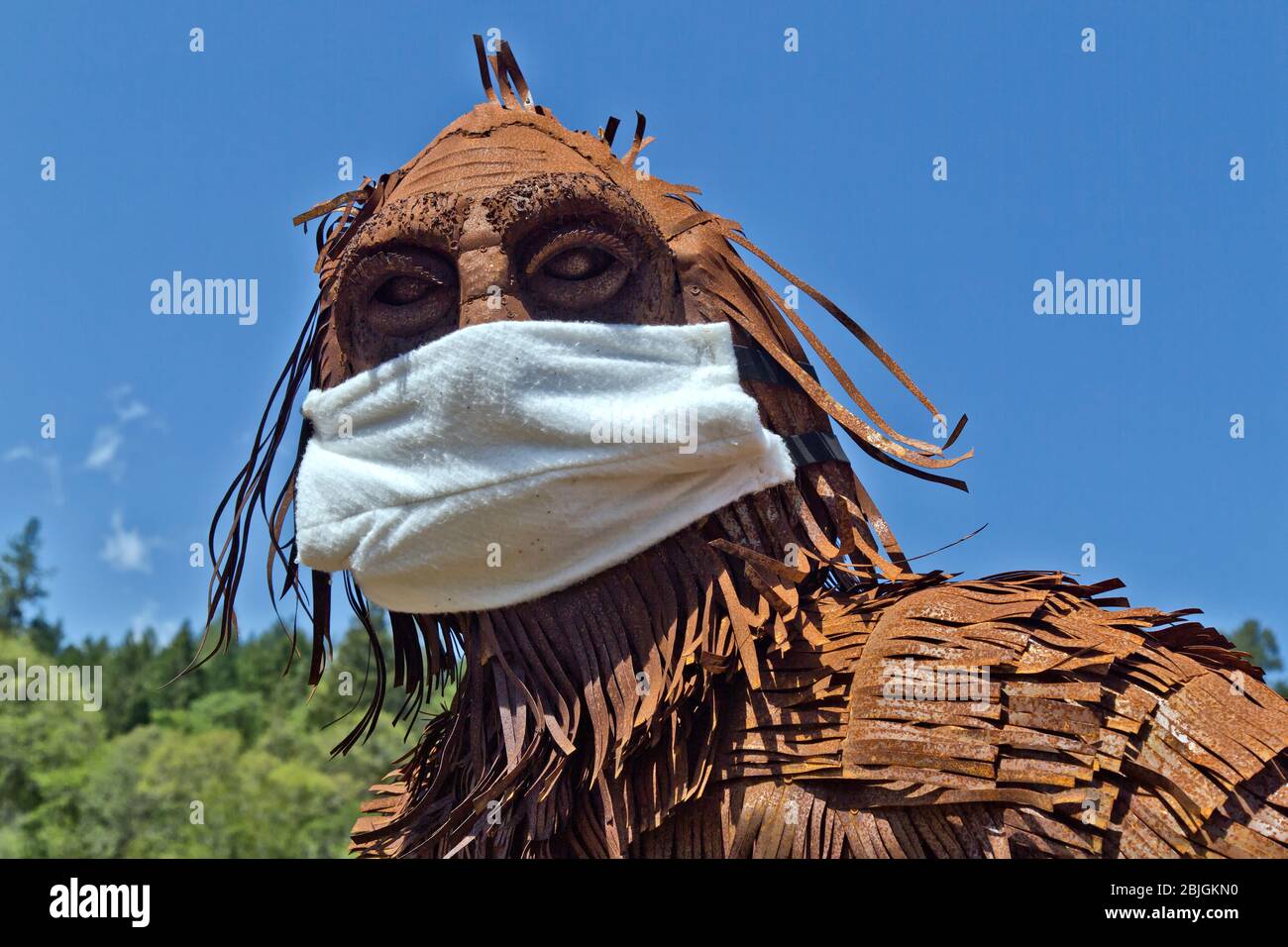 Bigfoot wearing COVID-19  antivirus mask, passing through cultivated field, forest edge. Stock Photo