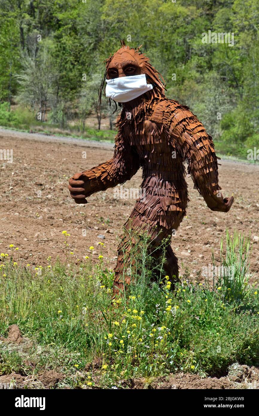 Bigfoot wearing COVID-19 antivirus mask, passing through cultivated field, forest edge. Stock Photo