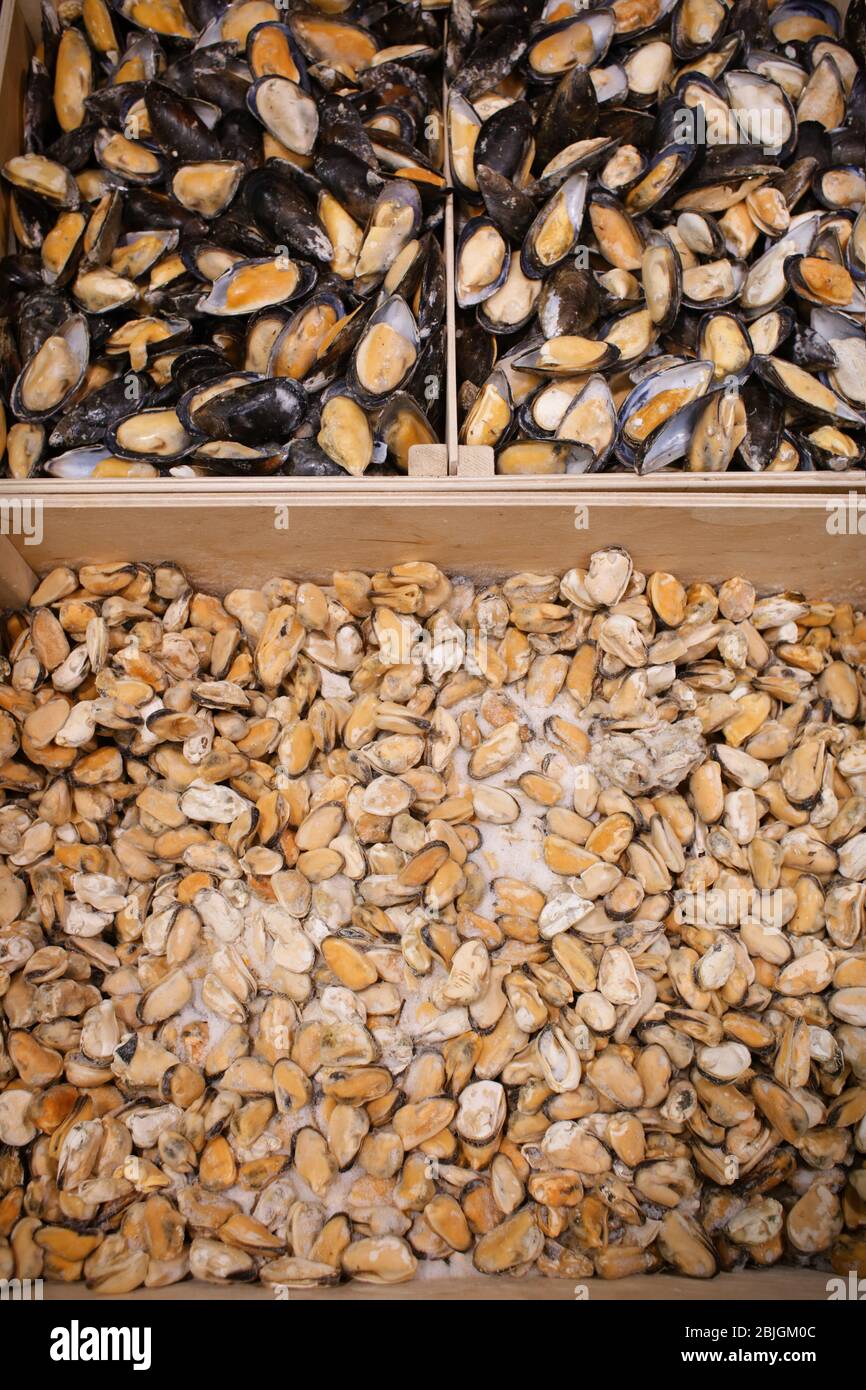 Frozen mussels in fish supermarket Stock Photo Alamy
