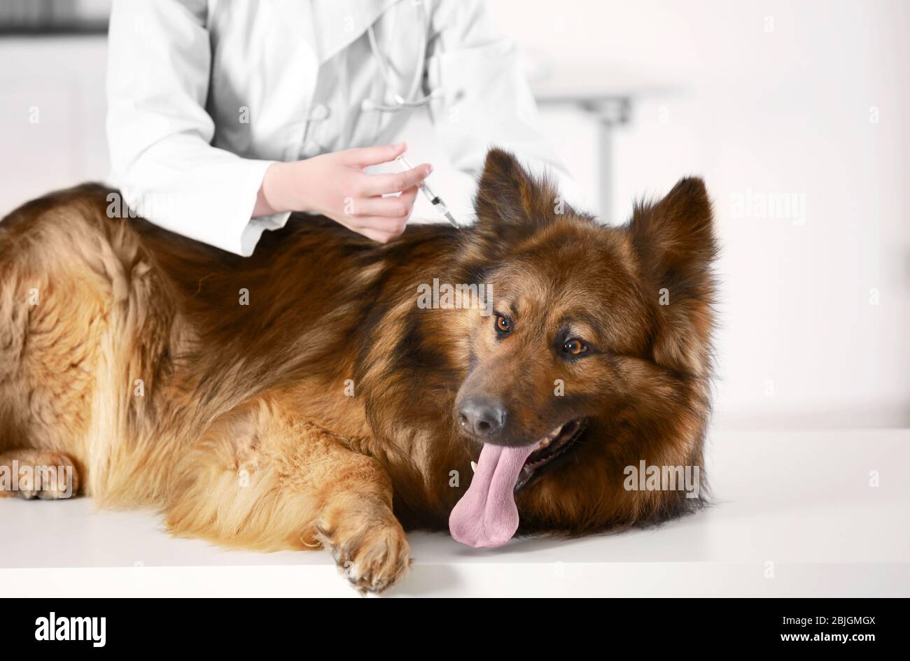 Veterinarian vaccinating dog in clinic Stock Photo