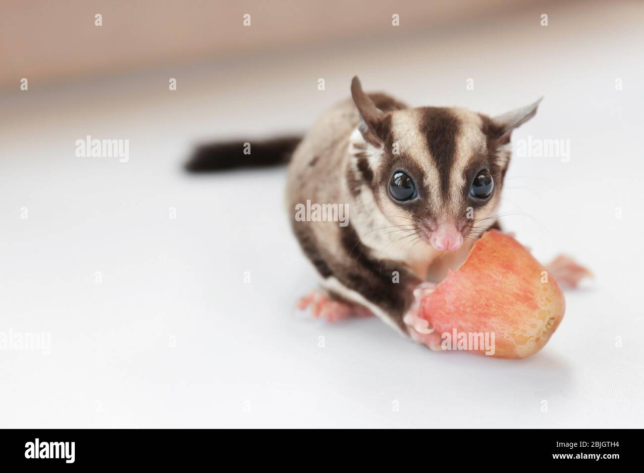 Cute sugar glider eating grape on light background, closeup Stock Photo