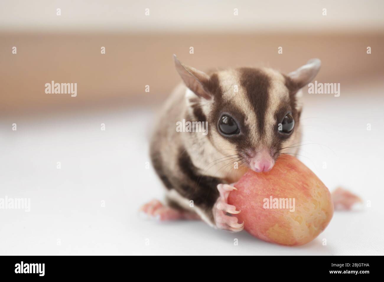 Cute sugar glider eating grape on light background, closeup Stock Photo