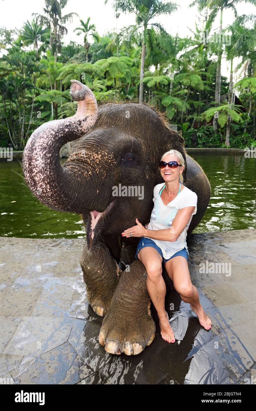 Arbeitselefant, Asian elephant (Elephas maximus), Tourist posing with an elephant, Mason Elephant Park & Lodge, Tegallalang, Bali, Indonesia Stock Photo