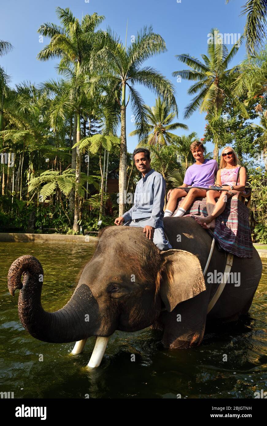Working elephant, tourists riding an elephant, Asian elephant (Elephas maximus), Mason Elephant Park & Lodge, Tegallalang, Bali, Indonesia Stock Photo