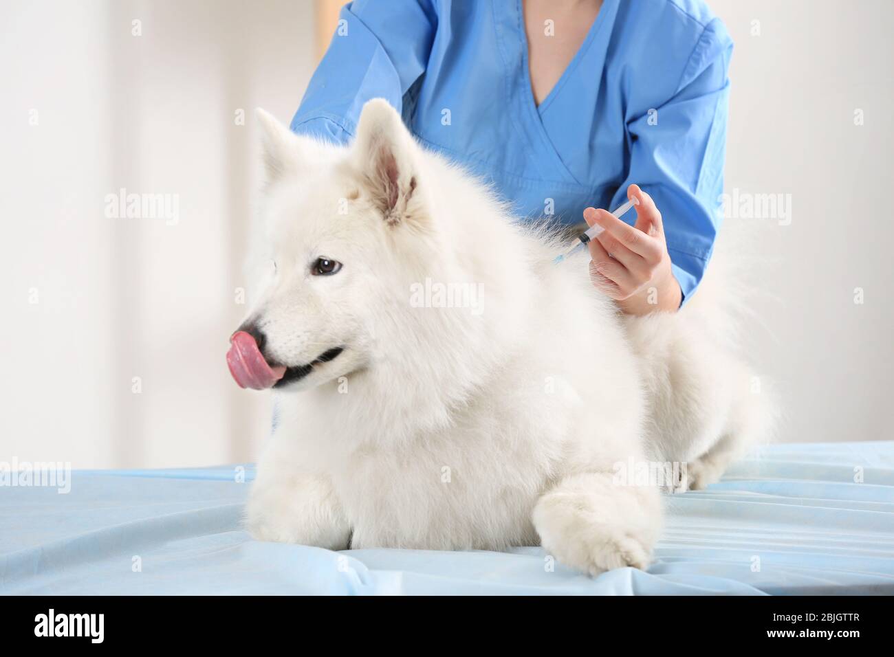 Veterinarian giving injection to dog on light background Stock Photo ...