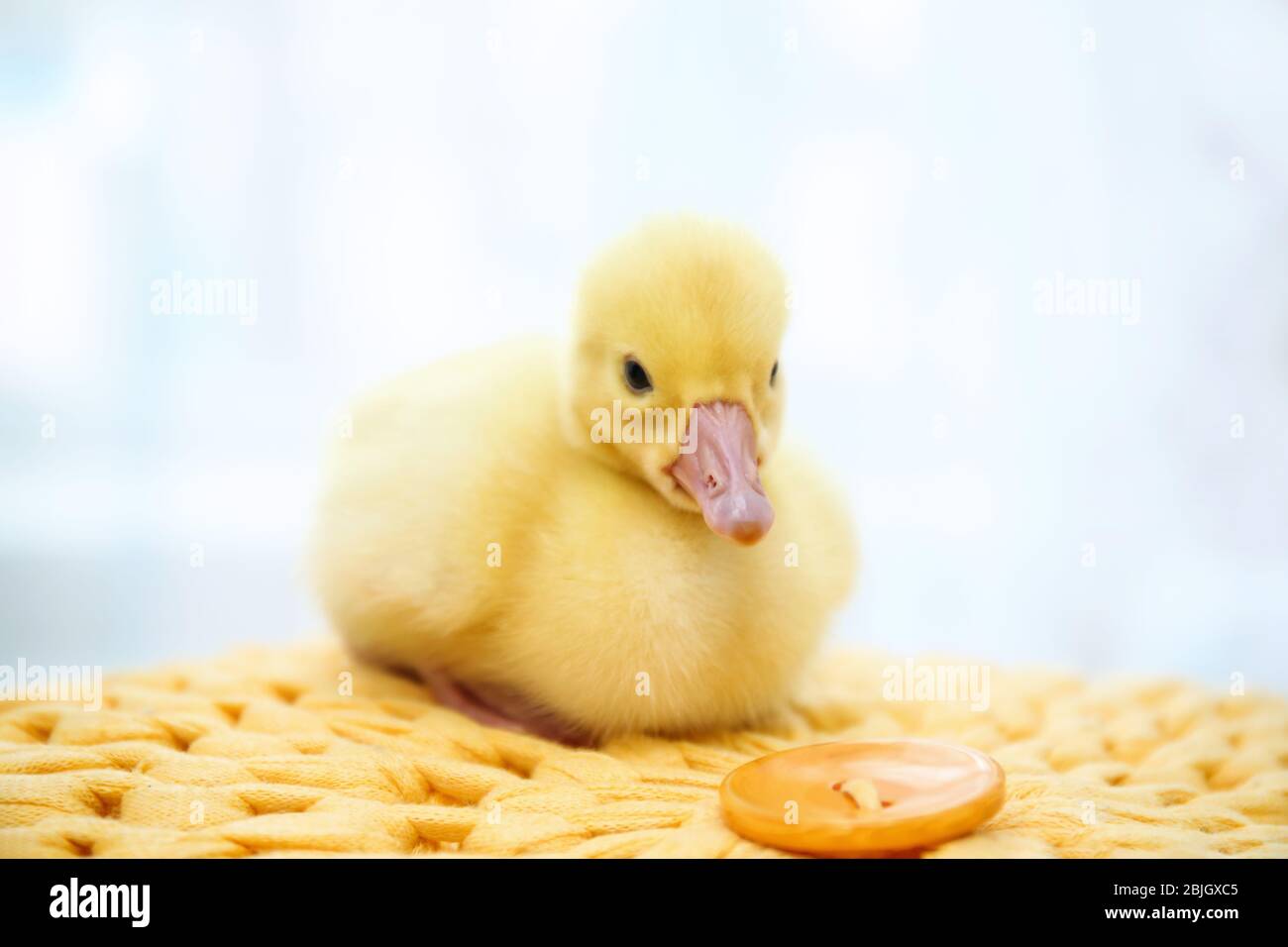 Cute funny gosling on pouf at home Stock Photo