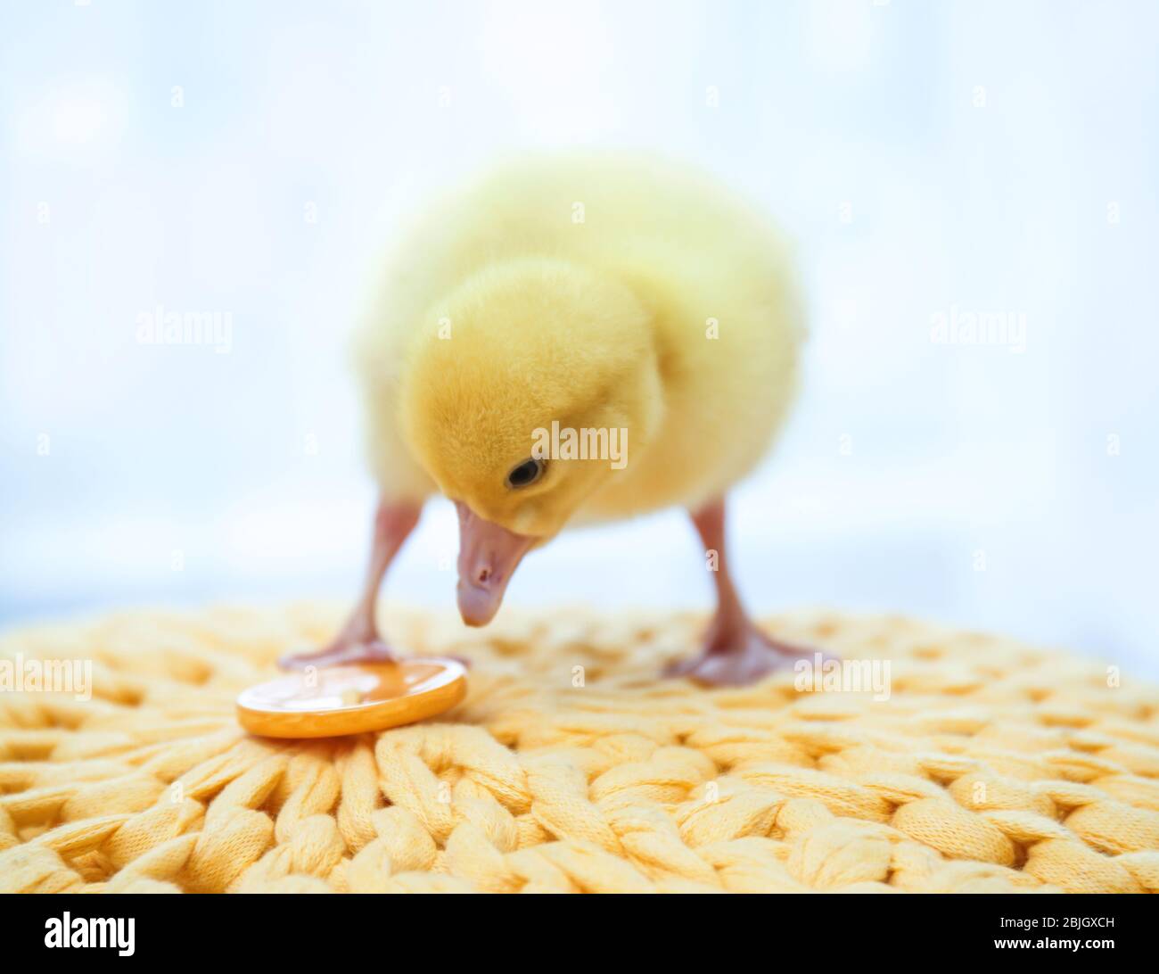 Cute funny gosling on pouf at home Stock Photo
