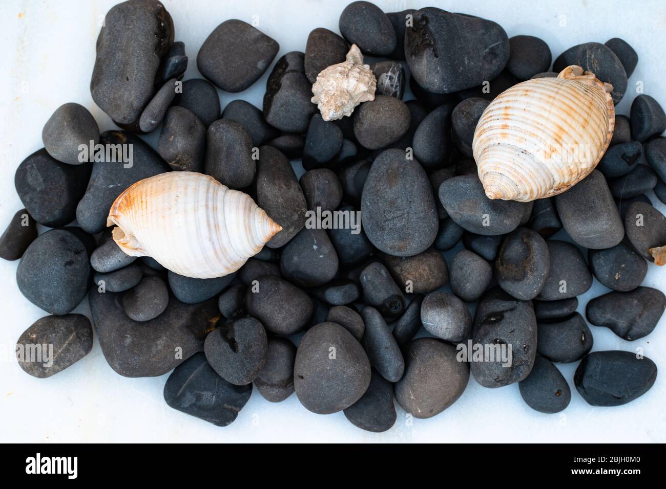 Sea shells on black stone hi-res stock photography and images - Alamy