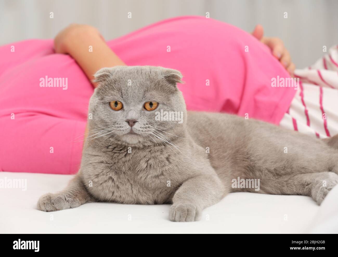 Cute cat and pregnant woman on bed Stock Photo Alamy