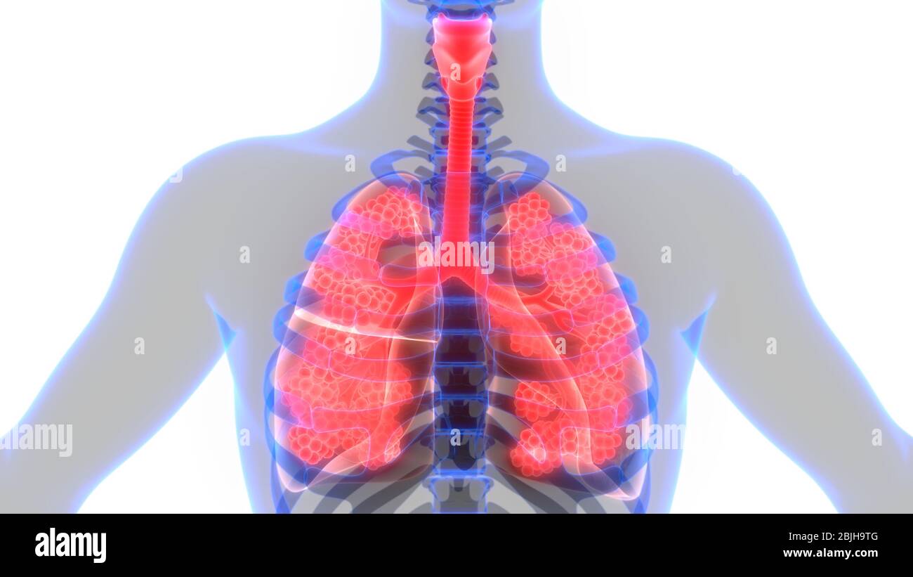 Human Respiratory System Lungs with Alveoli Anatomy Stock Photo - Alamy