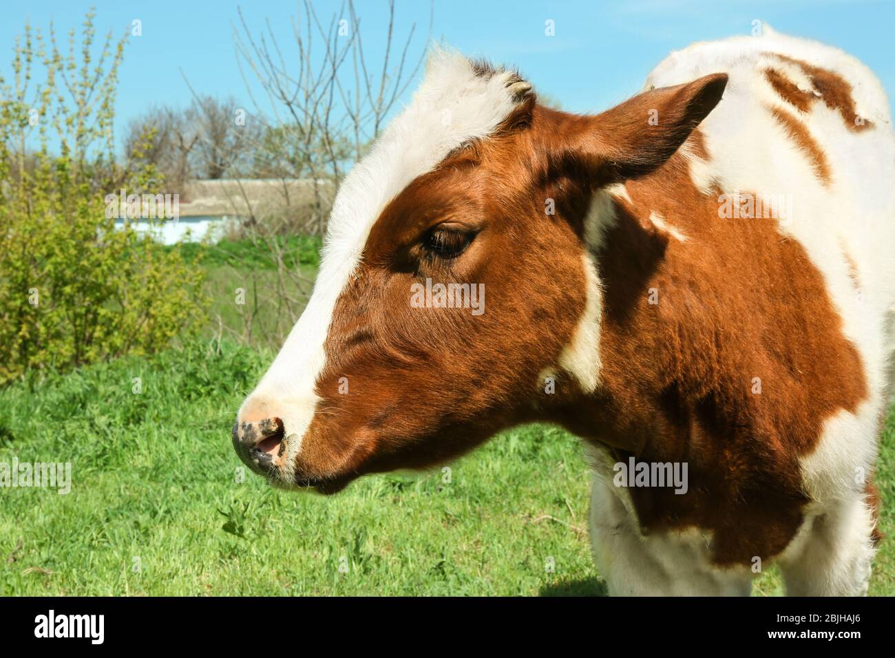 Cute cow grazing on green grass Stock Photo - Alamy