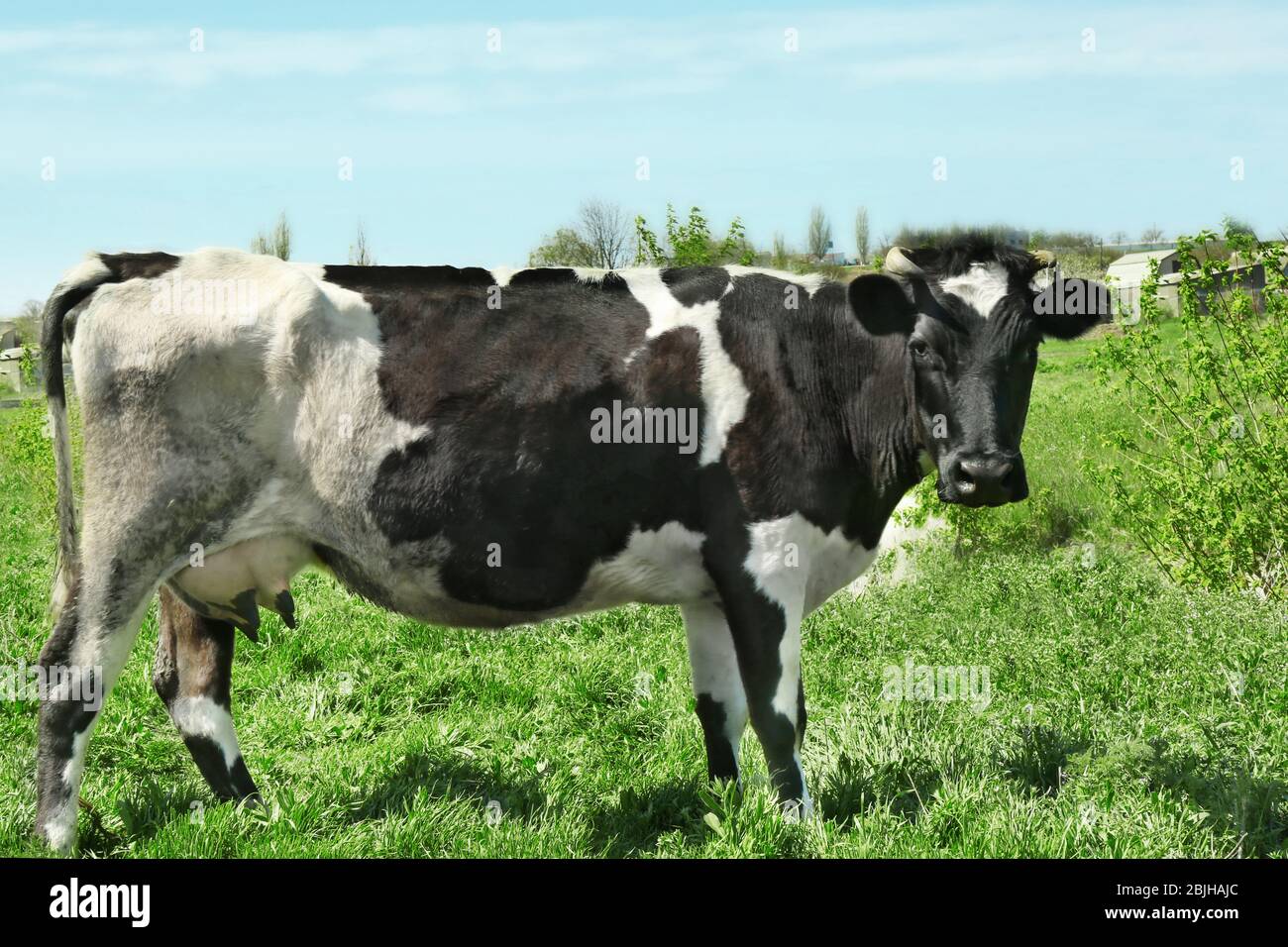 Cute cow grazing on green grass Stock Photo - Alamy