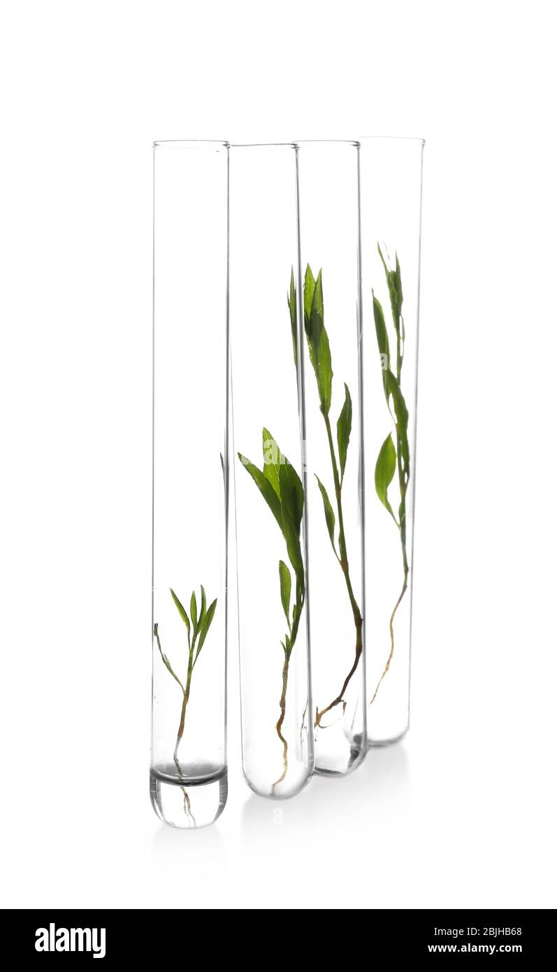 Plants in test tubes on white background Stock Photo - Alamy
