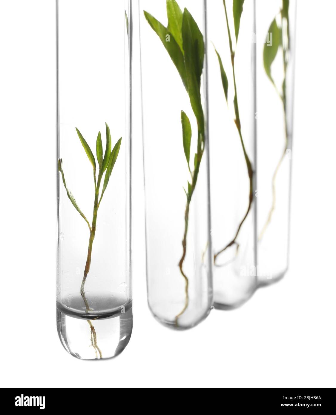 Plants in test tubes on white background Stock Photo - Alamy