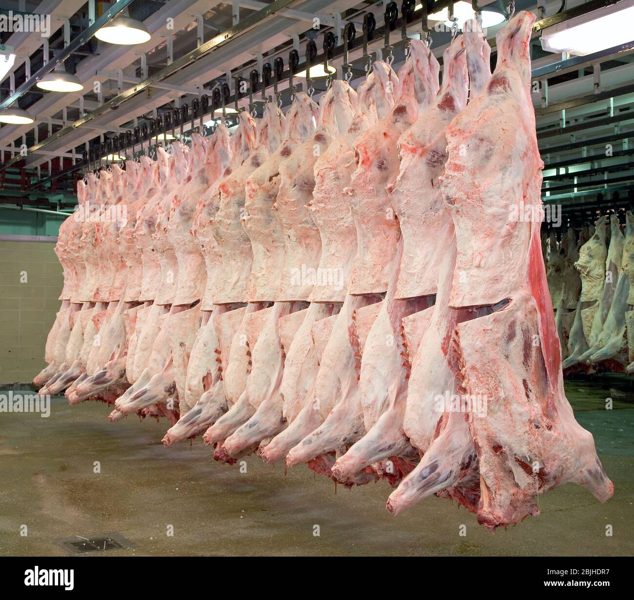Freshly slaughtered beef carcasses hanging in a refrigerated cooler of the meat processing plant. The loin eye is exposed to determine the quality. Stock Photo