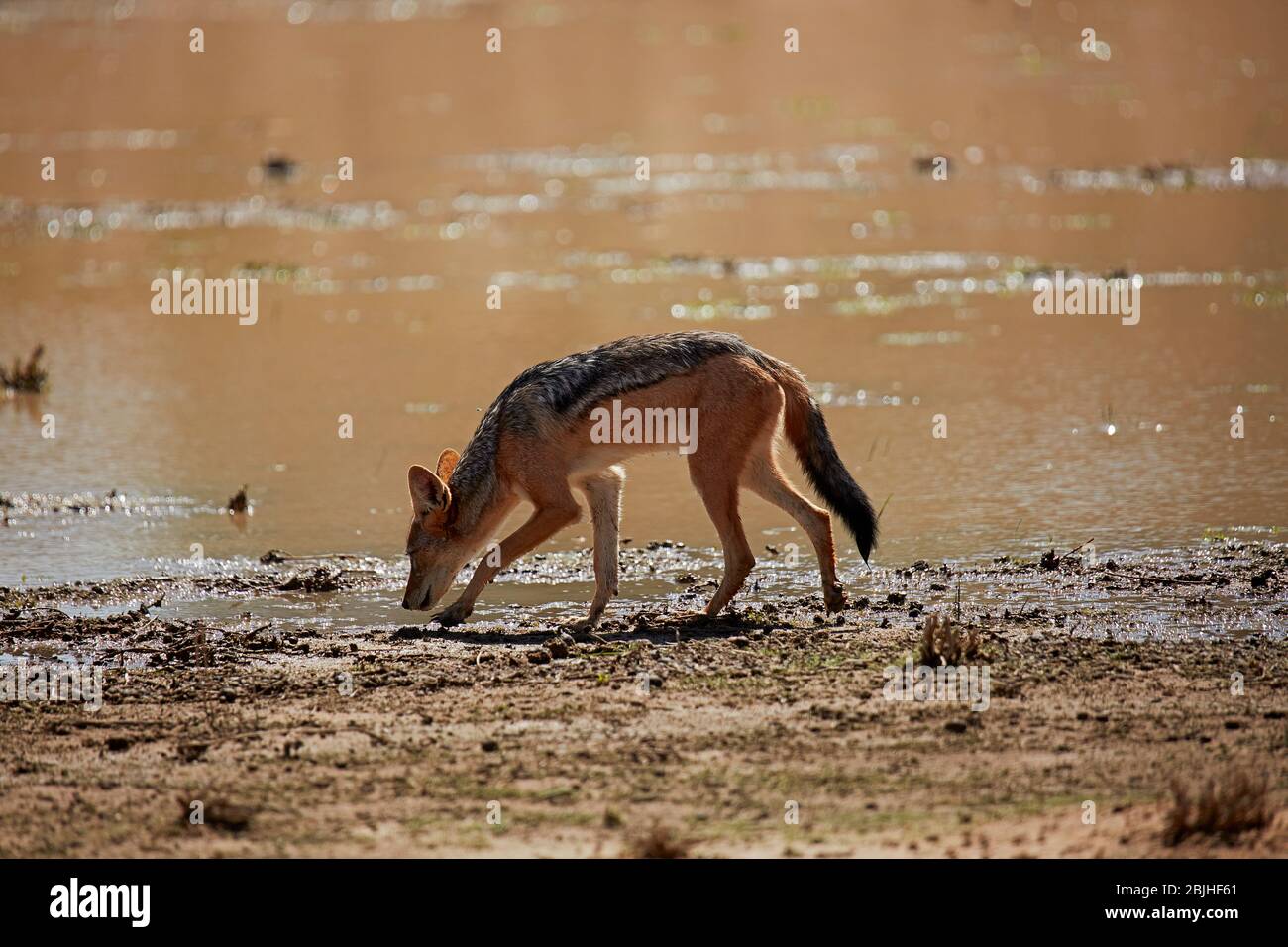 Black-backed jackal (Canis mesomelas), Kgalagadi Transfrontier Park, South Africa Stock Photo