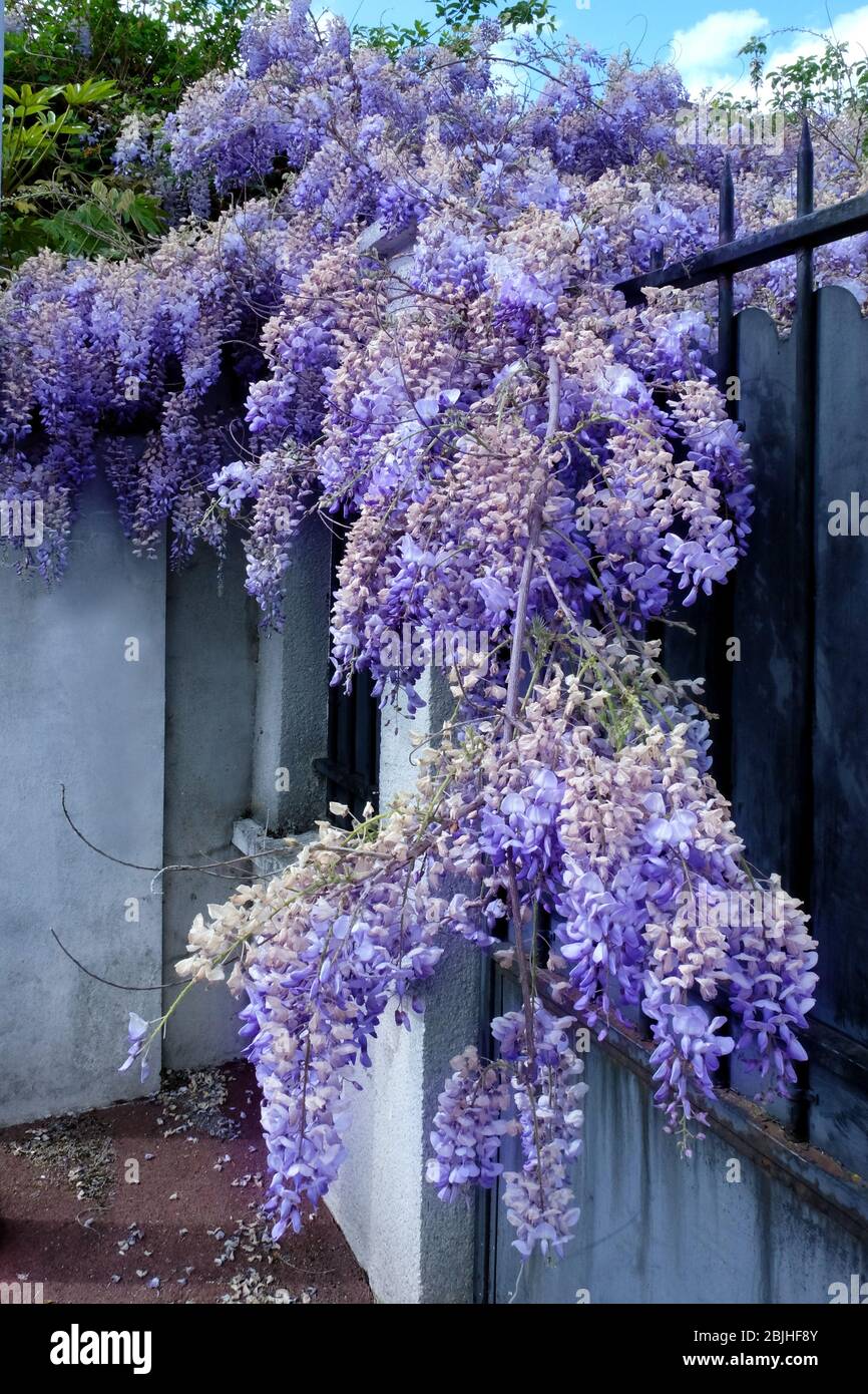 Fence with beautiful blooming wisteria on spring day Stock Photo - Alamy