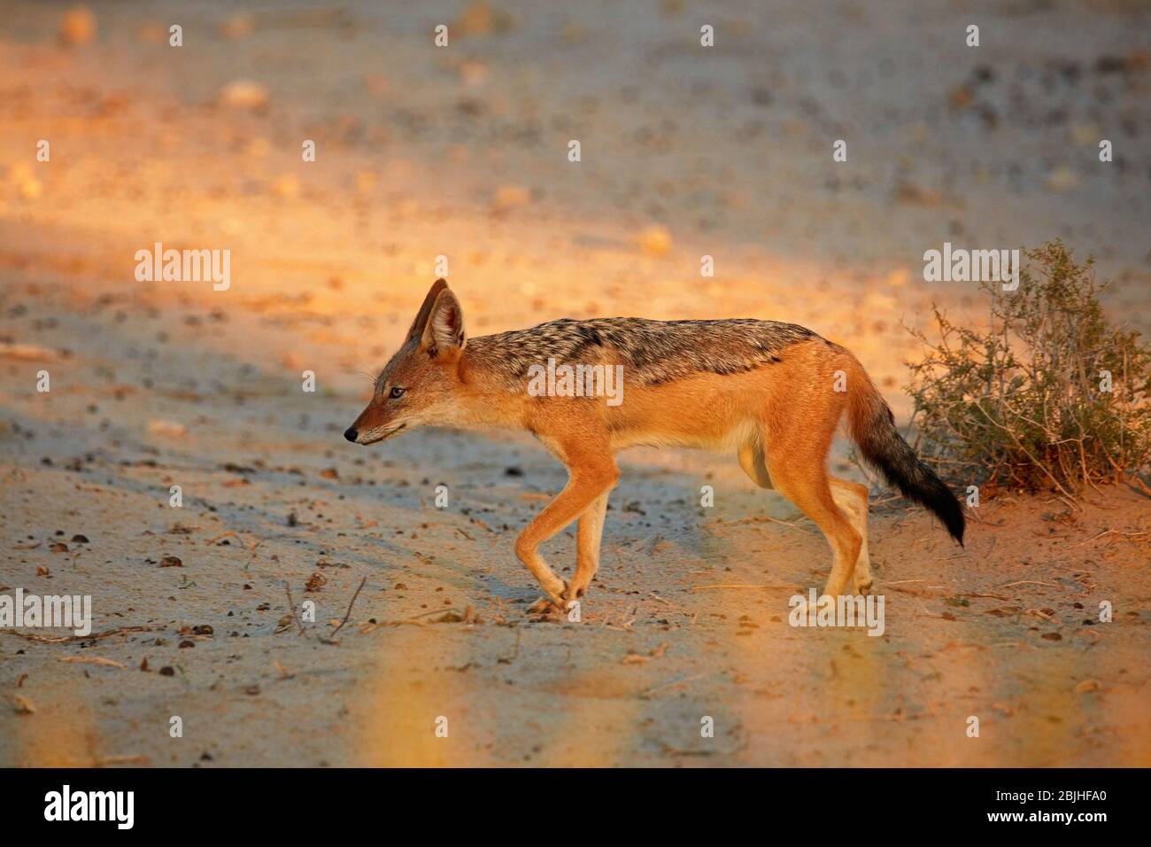 Black-backed jackal (Canis mesomelas), Kgalagadi Transfrontier Park, South Africa Stock Photo