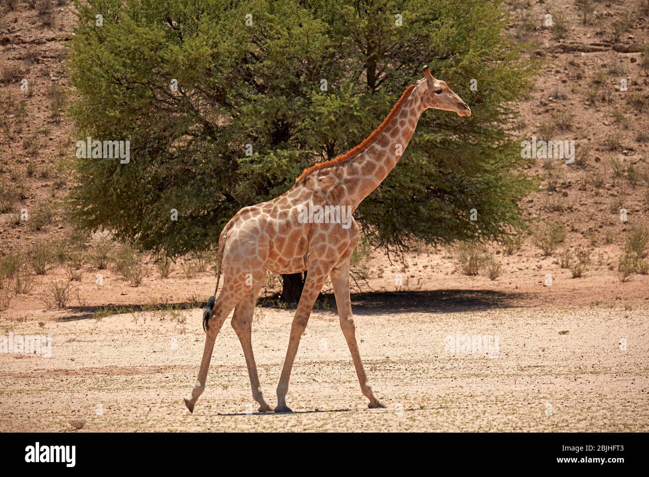 Giraffe (Giraffa camelopardalis angolensis), Kgalagadi Transfrontier Park, South Africa Stock Photo