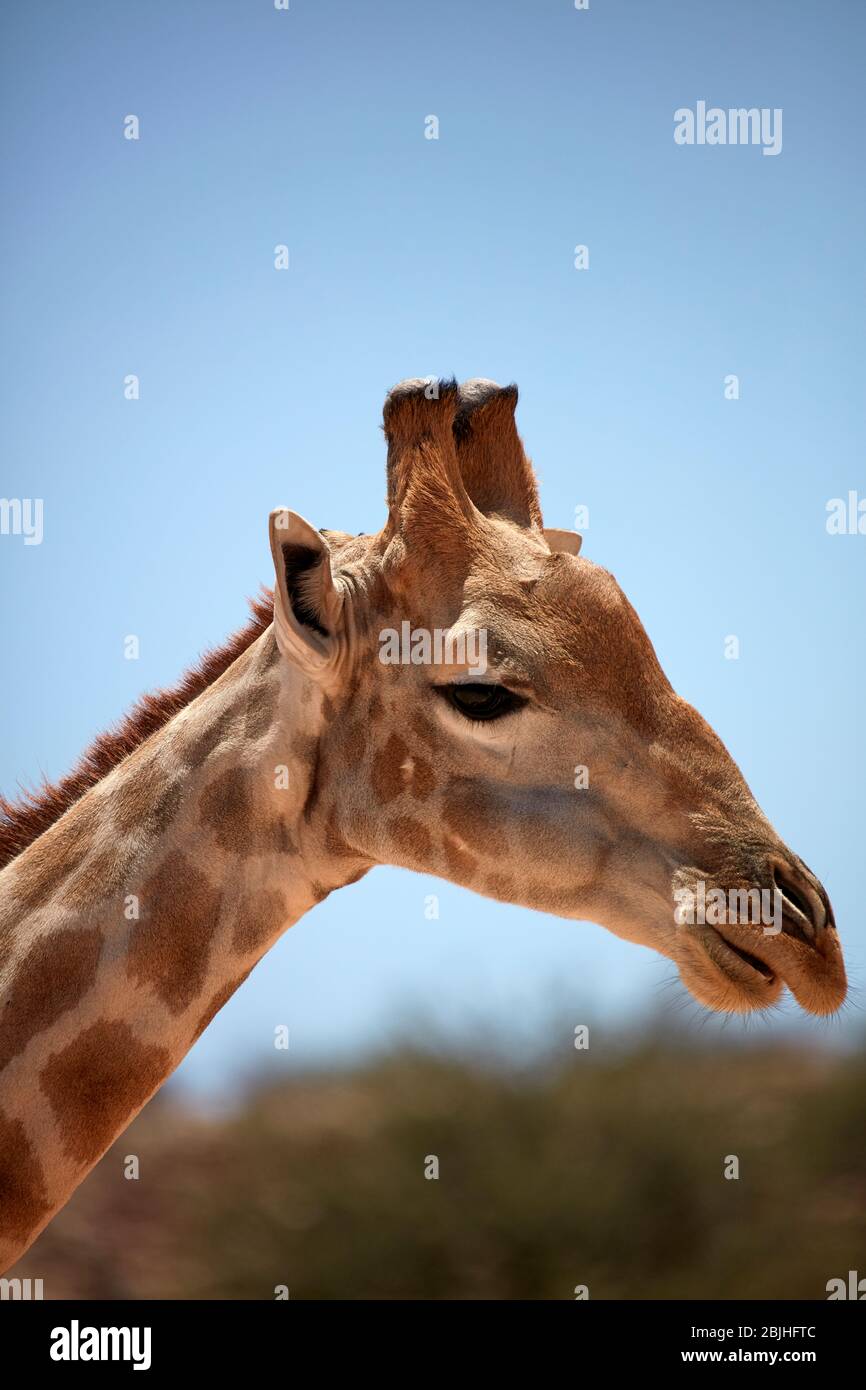 Giraffe (Giraffa camelopardalis angolensis), Kgalagadi Transfrontier Park, South Africa Stock Photo