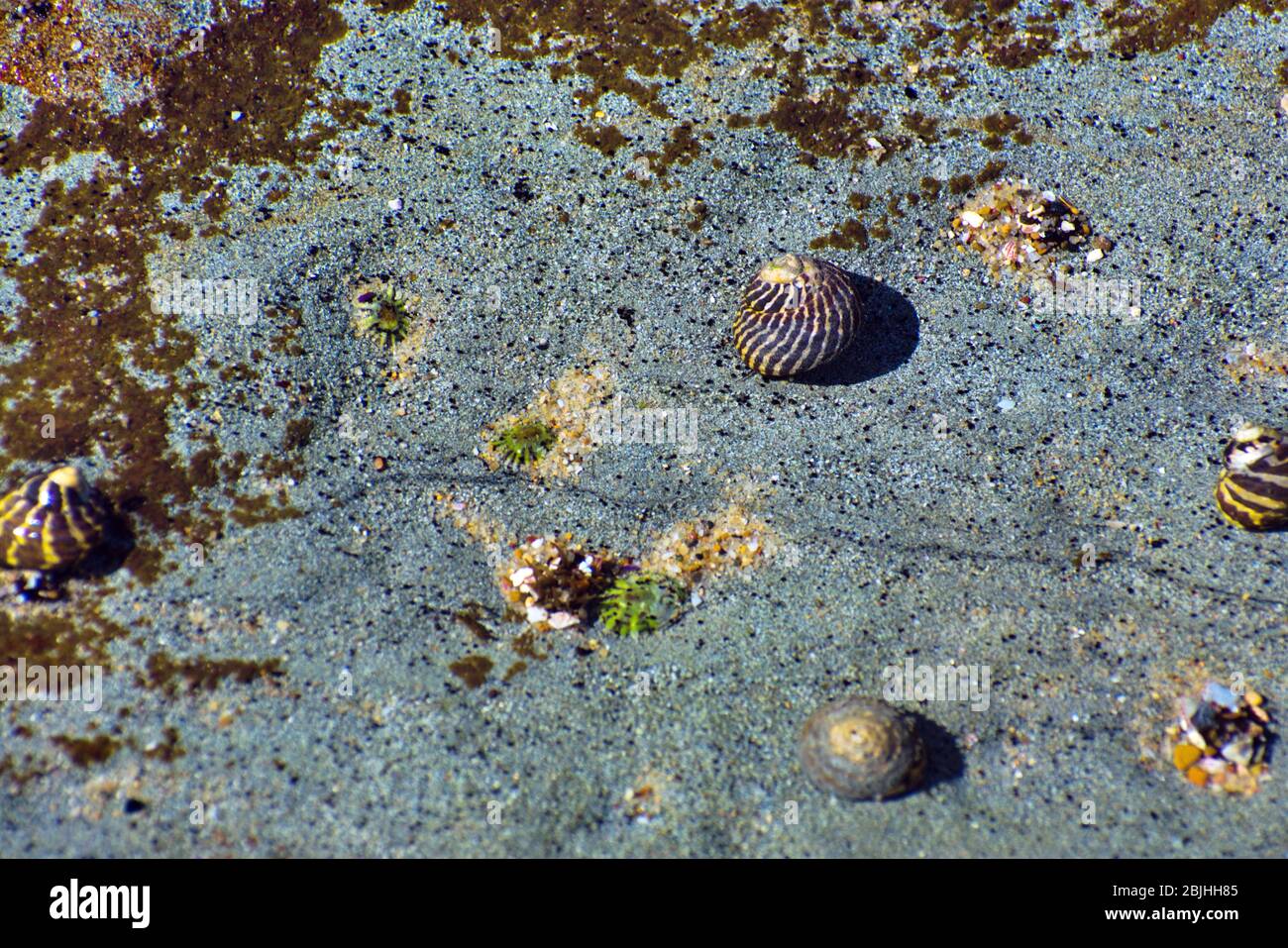 sea snails Stock Photo