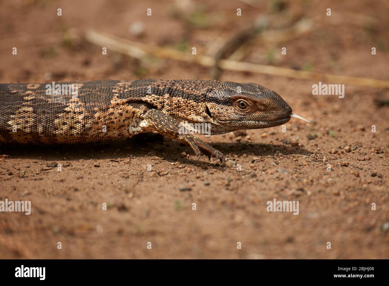 Nile monitor (Varanus niloticus), also called water leguaan, Kruger National Park, South Africa Stock Photo