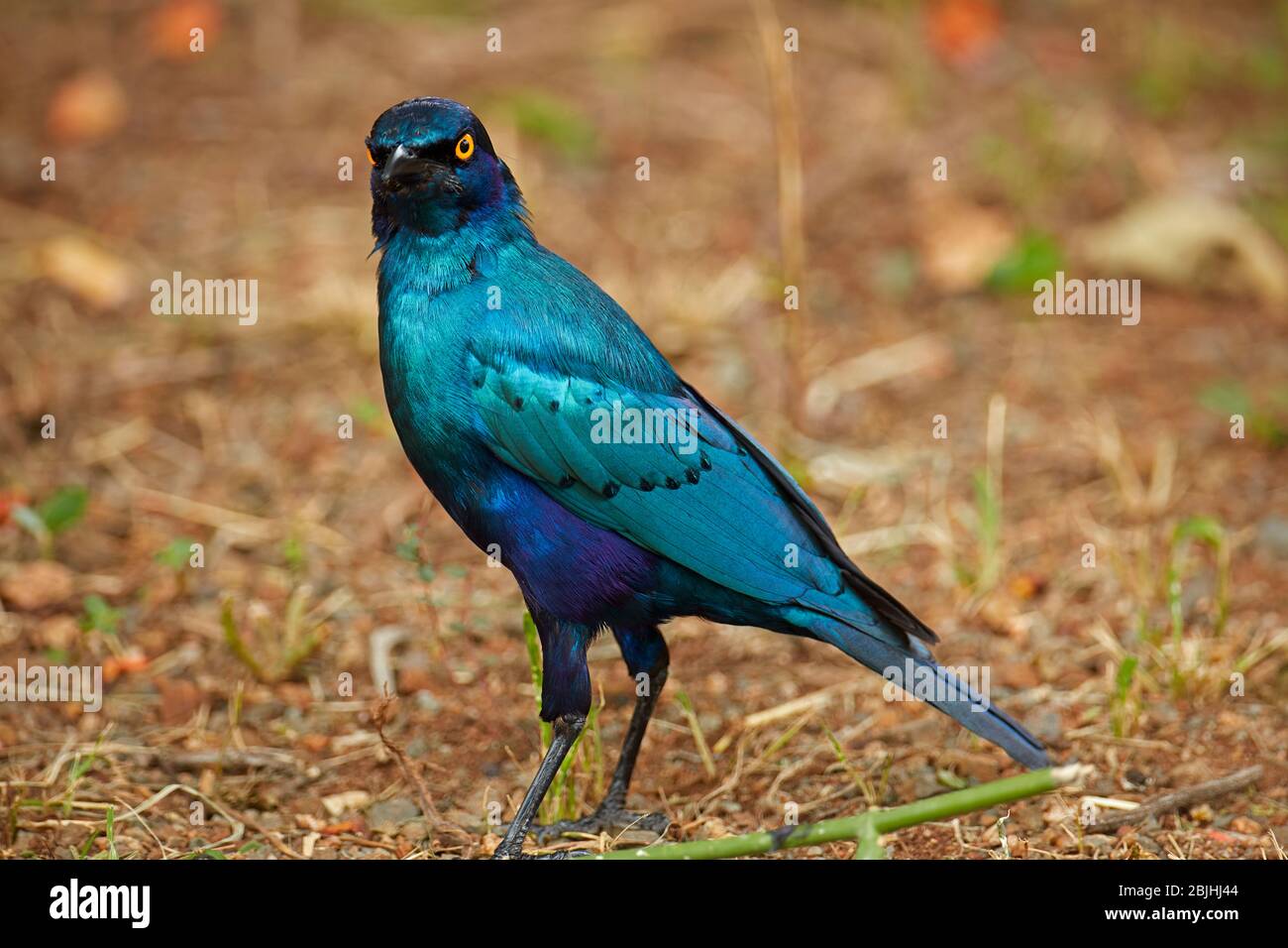 Greater Blue-eared Starling or Greater Blue-eared Glossy-starling (Lamprotornis chalybaeus), Kruger National Park, South Africa Stock Photo