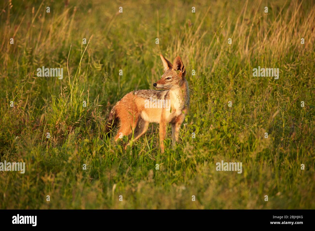 Black-backed jackal (Canis mesomelas), Kruger National Park, South Africa Stock Photo