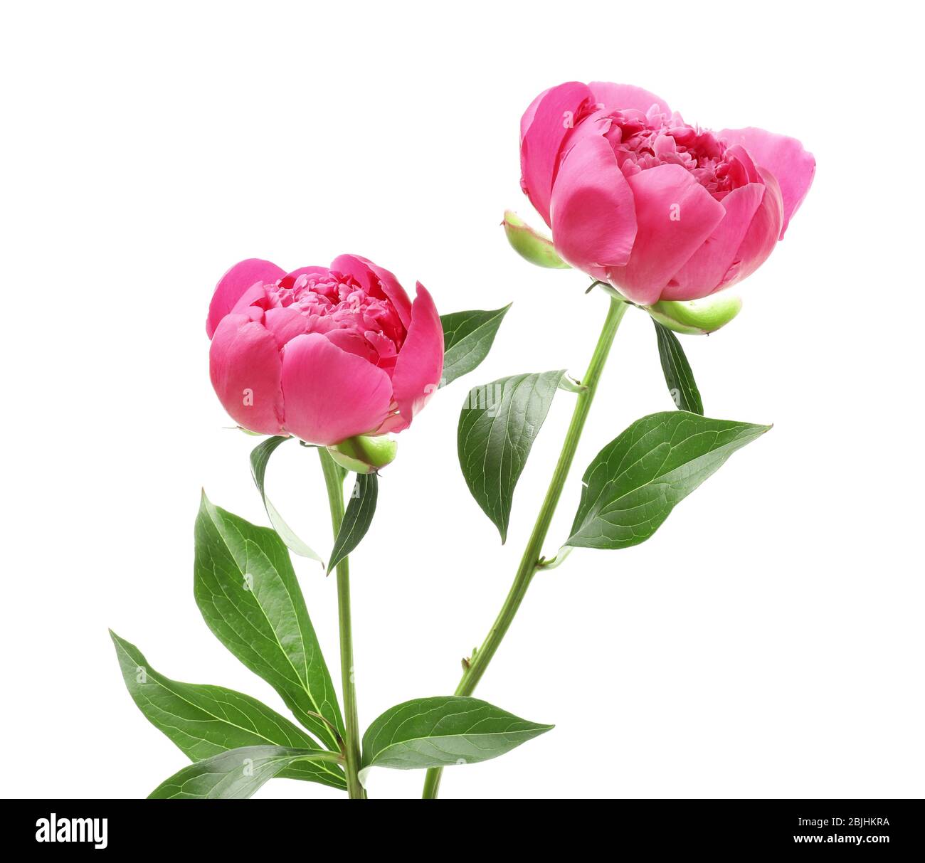 Beautiful peony flowers on white background Stock Photo - Alamy