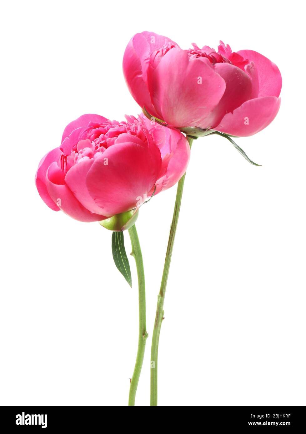 Beautiful peony flowers on white background Stock Photo - Alamy