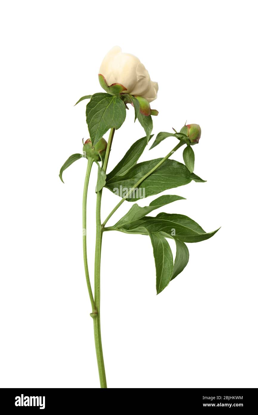 Buds of beautiful peony flowers on white background Stock Photo - Alamy