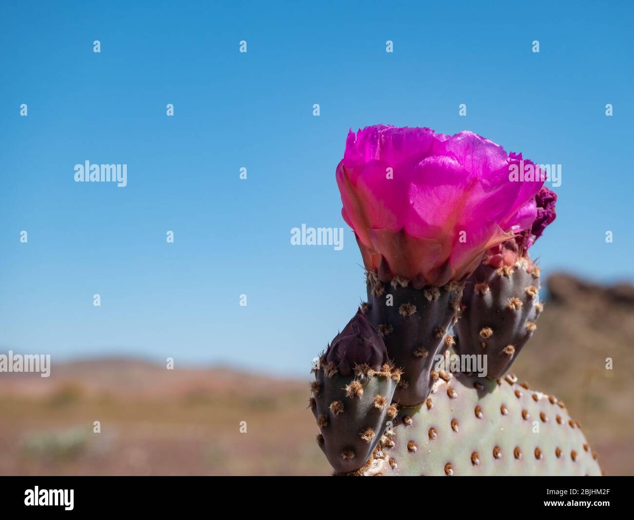 Bright pink beavertail cactus flower, Opuntia basilaris, in Mojave Desert Stock Photo