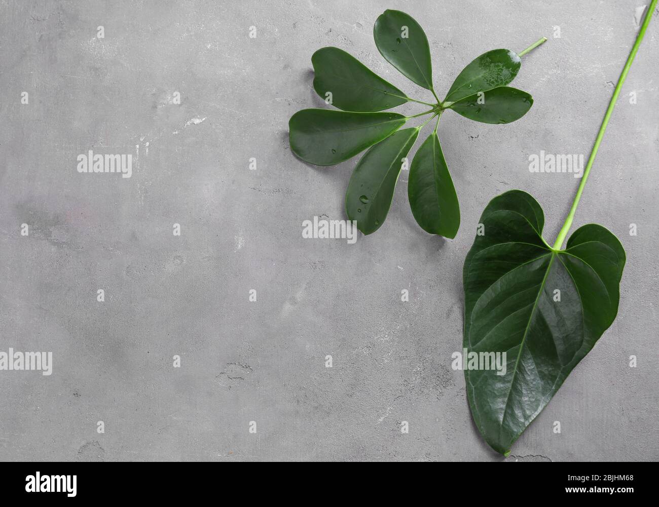 Tropical leaves on grunge background Stock Photo