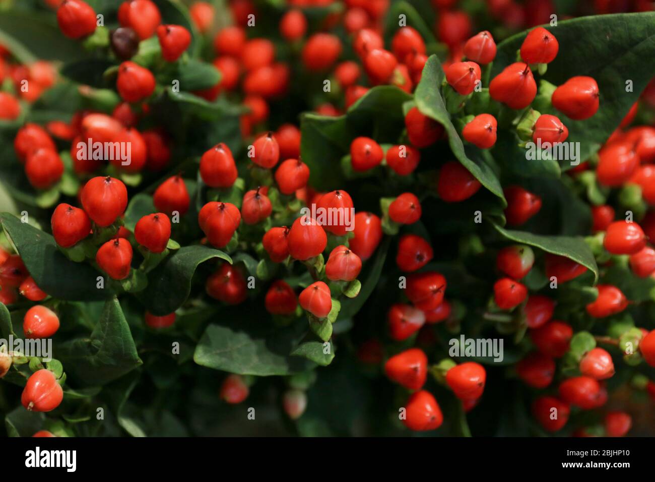 Red fame hypericum hi-res stock photography and images - Alamy