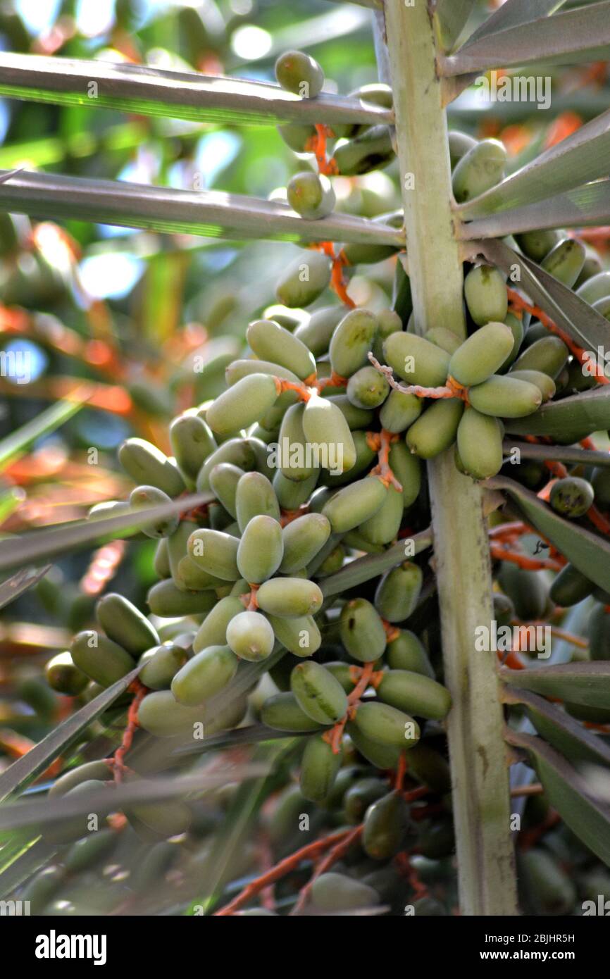 Date Palm Trees closeup shots sell image Stock Photo Alamy