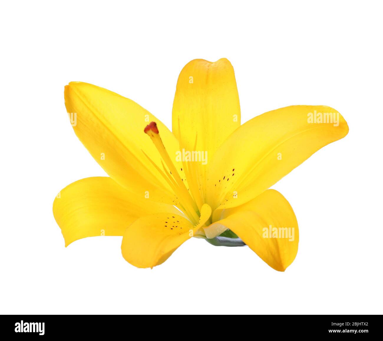 Beautiful lily flower on white background Stock Photo - Alamy
