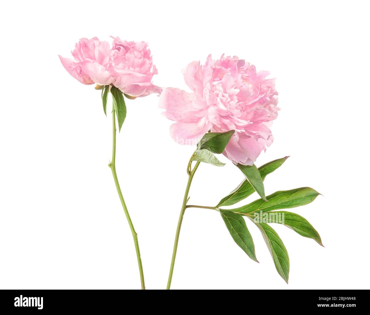 Beautiful peony flowers on white background Stock Photo - Alamy