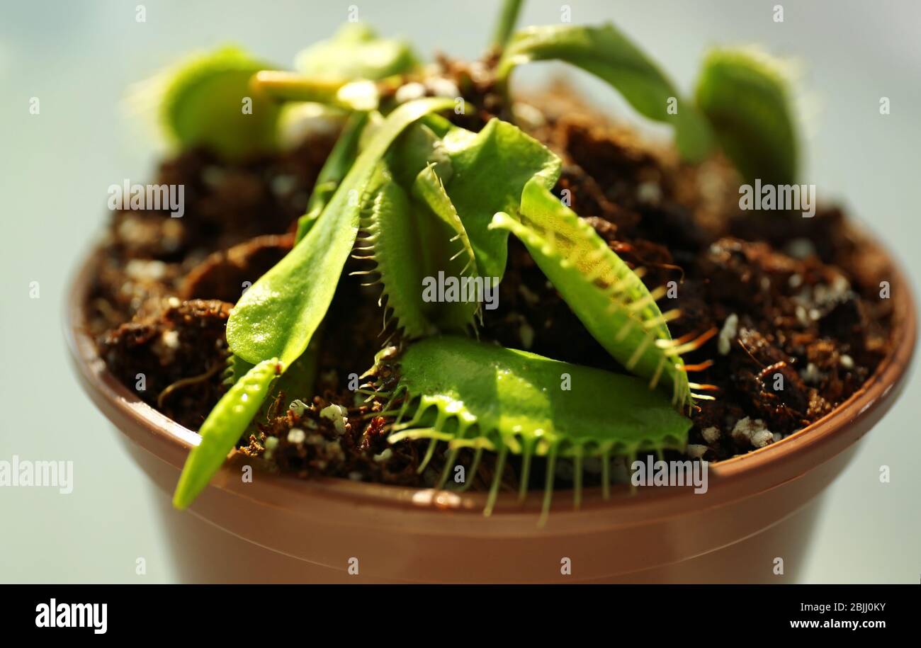 Dionaea muscipula in a pot Stock Photo