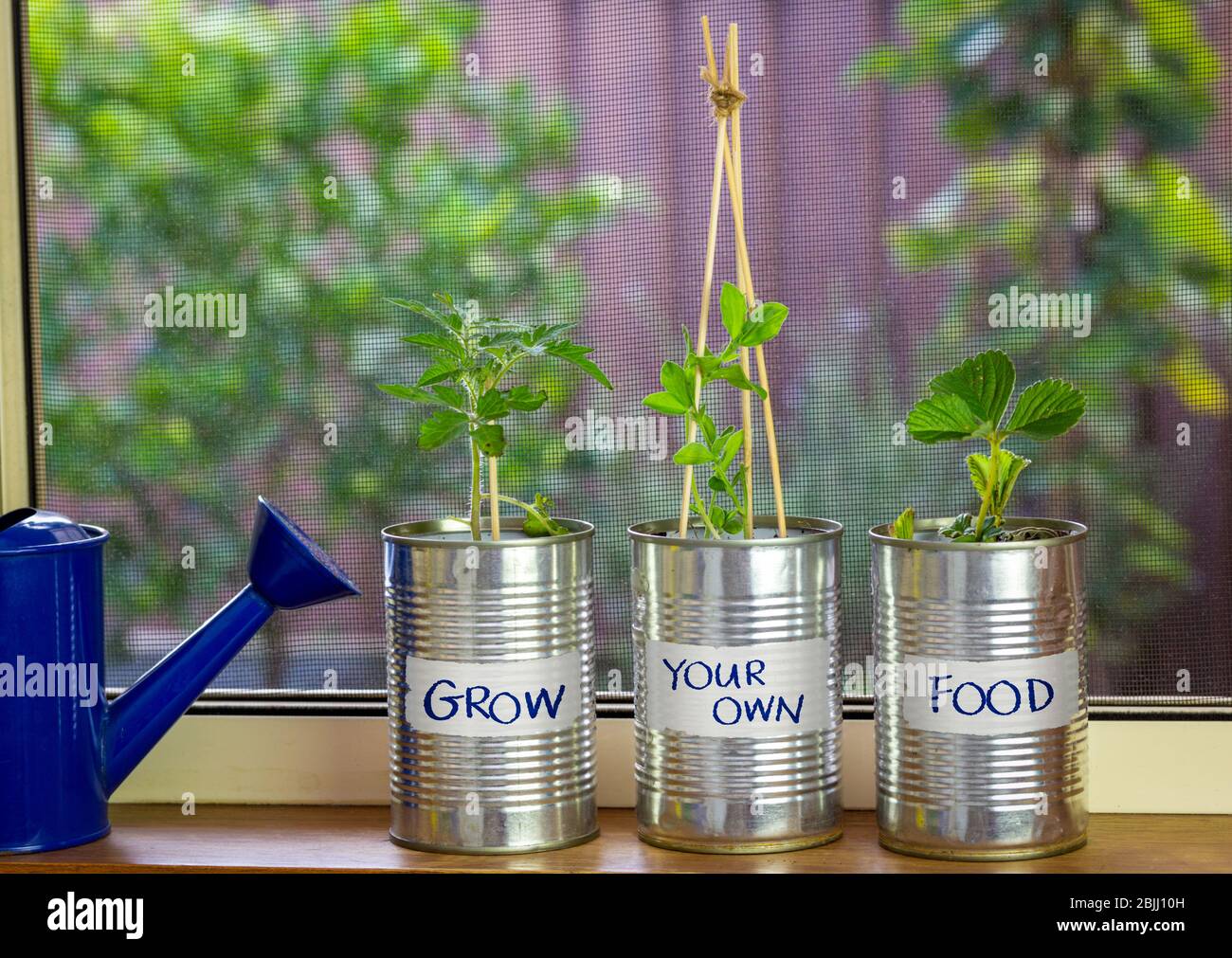 vegetable seedlings growing in reuse tin cans with grow your own food labels on window ledge, raised garden behind. Self sufficiency at home to save m Stock Photo